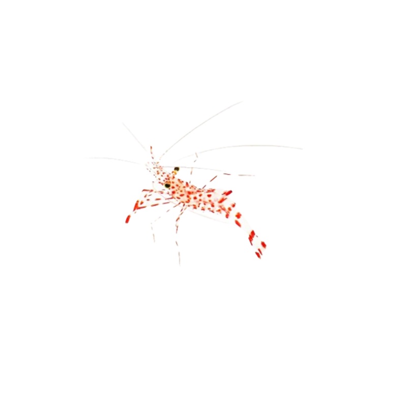 Red Dot Mini Cleaner Shrimp