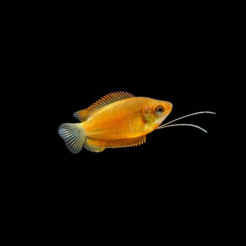Red Honey Dwarf Gourami