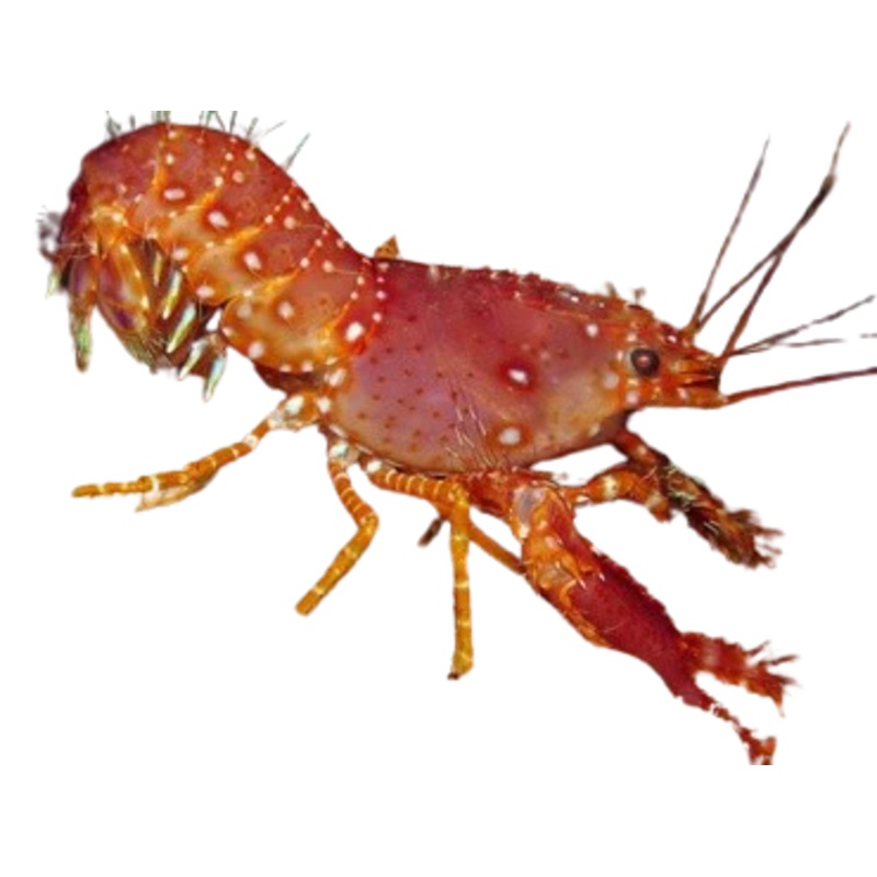 Red Reef Lobster LG