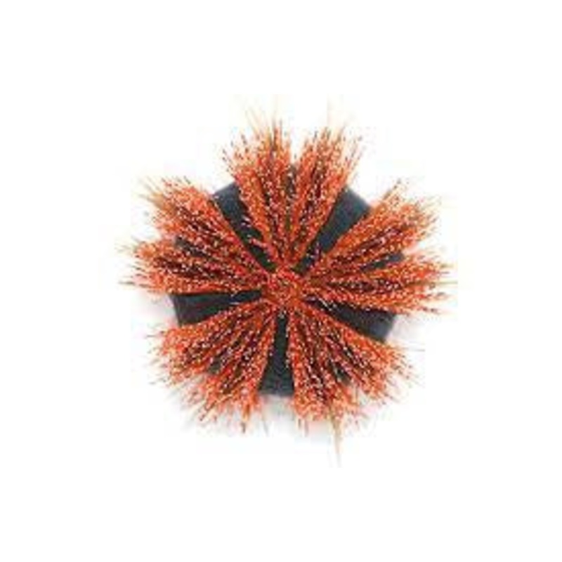Red Tuxedo Urchin