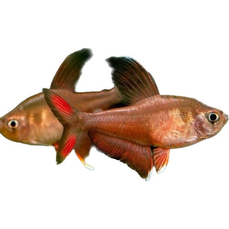 Rosey Fin Tetra
