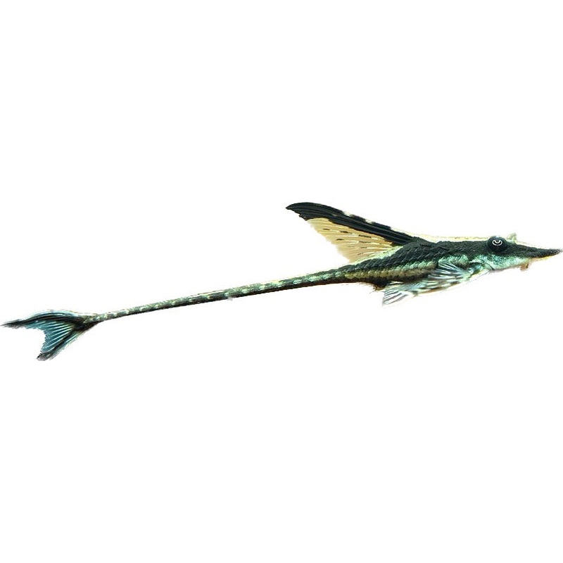 Royal Farlowella  4 inch