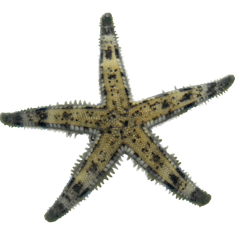 Sand Sifting Starfish