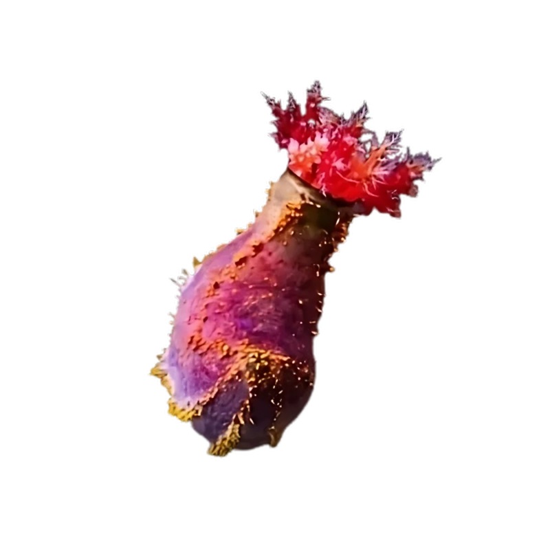 Sea Apple