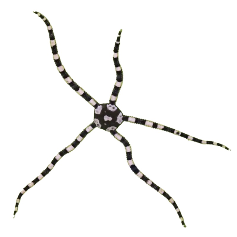 Serpent - Caribbean Harlequin