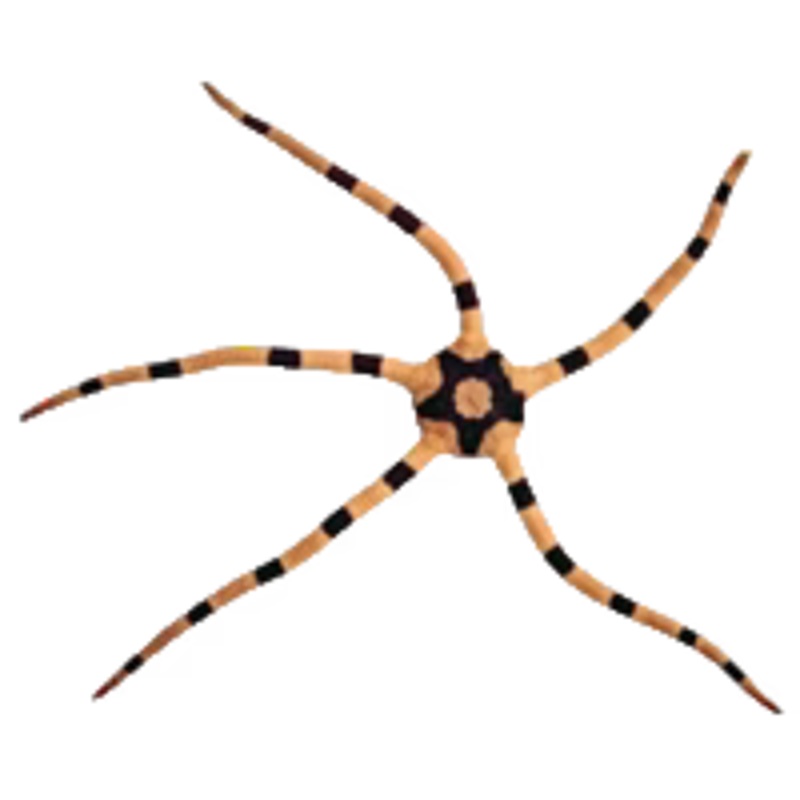 Serpent - Harlequin - Africa