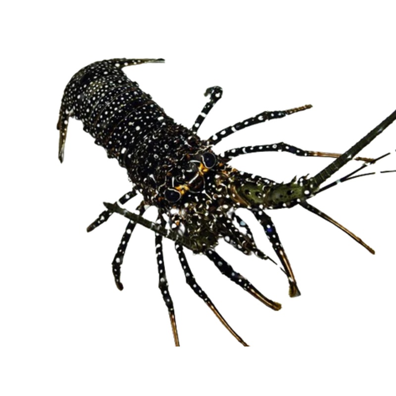 Spanish Lobster
