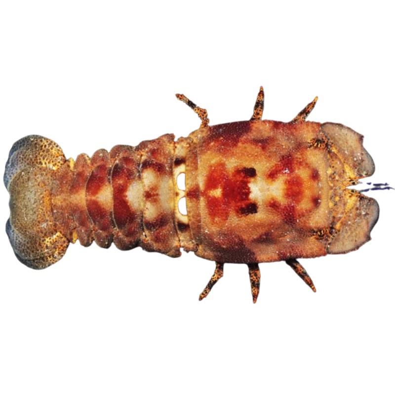 Spanish Slipper Lobster