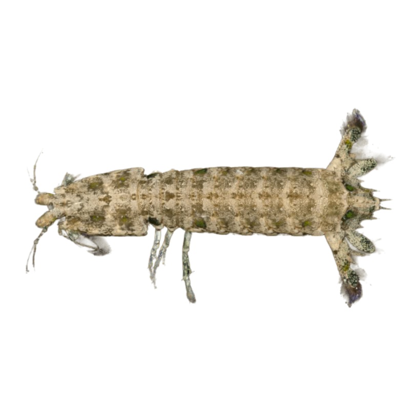 Spearer Coral Mantis Shrimp - Green (Special Order)