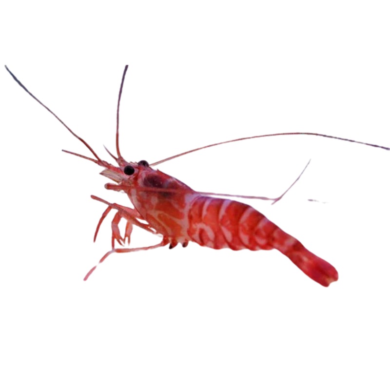 Striped Pacific Peppermint Shrimp