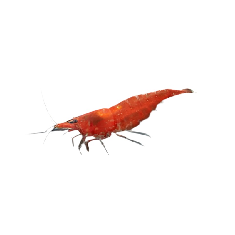 Super Red Cherry Shrimp