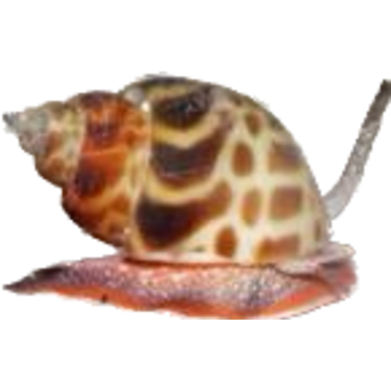 Tiger Nassarius (Babylonia lutosa)