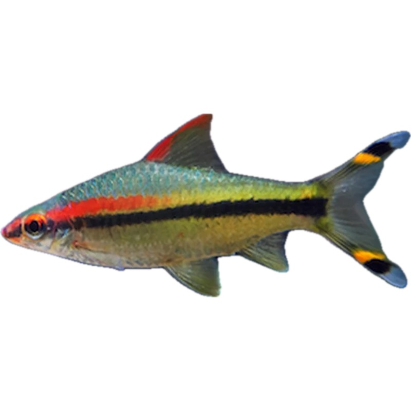 Torpedo Barb