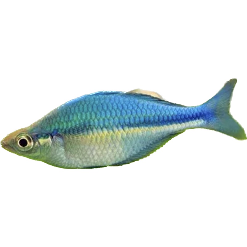 Turquoise Rainbow fish (show)