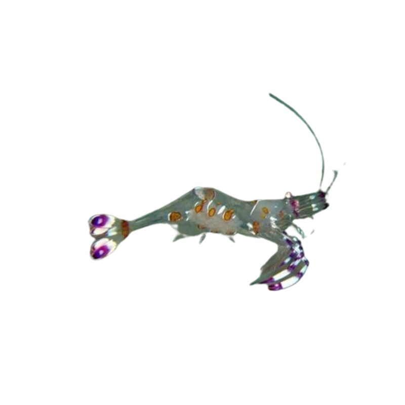 Venus Cleaner Shrimp