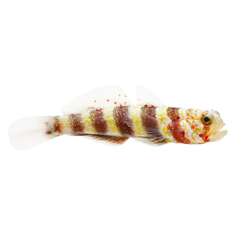 Wheeleri Goby -(Amblyleotris wheeleri) arrived Feb 08)