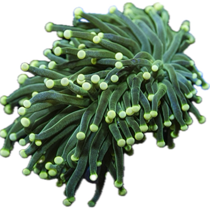 White tipped Green Torch (per head)