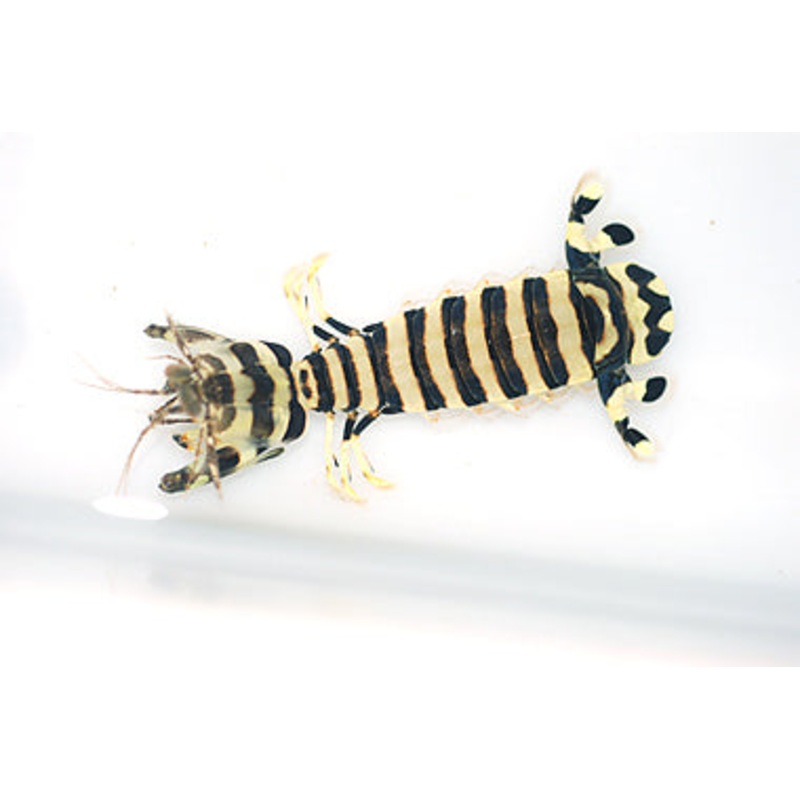 Zebra Mantis Shrimp SHOW
