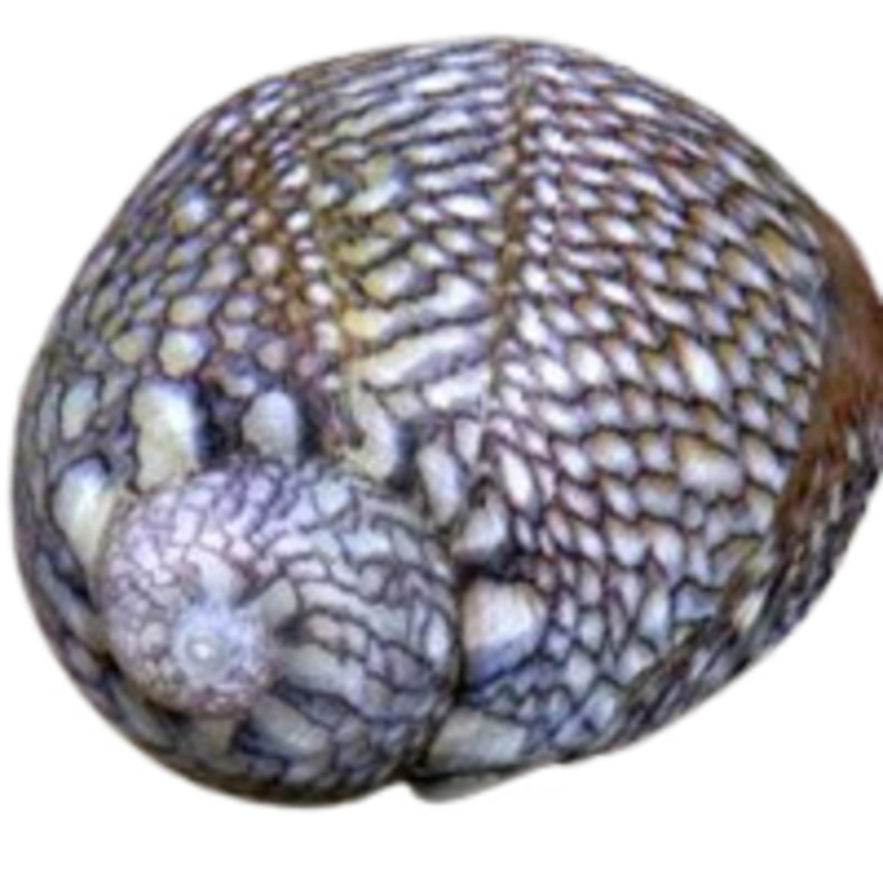 Nerites