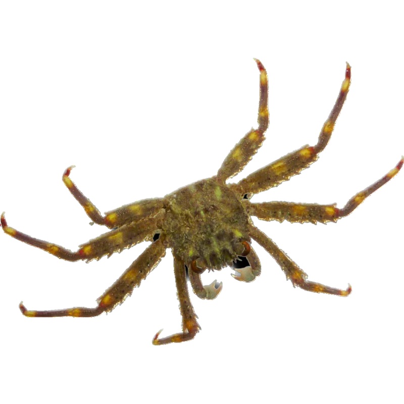 Sally Lightfoot Crab