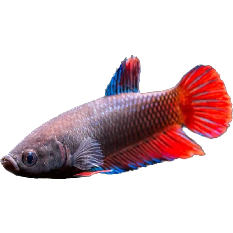 Assorted female betta