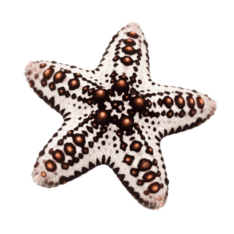 Caramel McFlurry Chocolate Chip Starfish