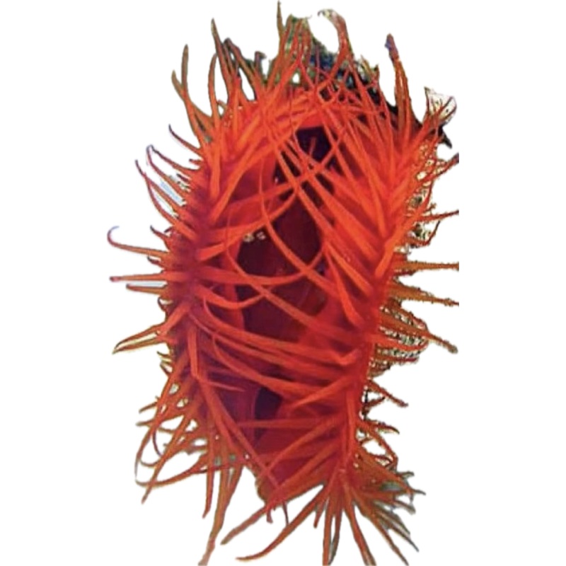 Flame Scallop