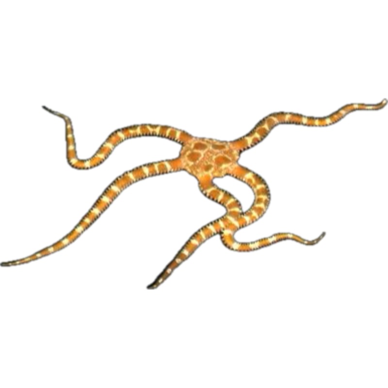 Giraffe Serpent Starfish