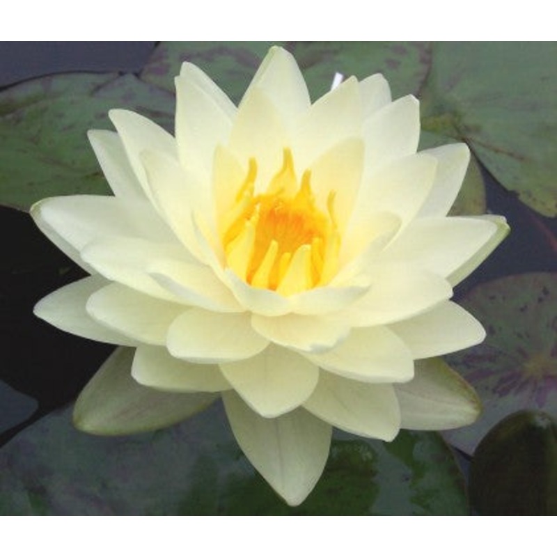 Lemon Chiffon (Strawn) (Pre-Order)