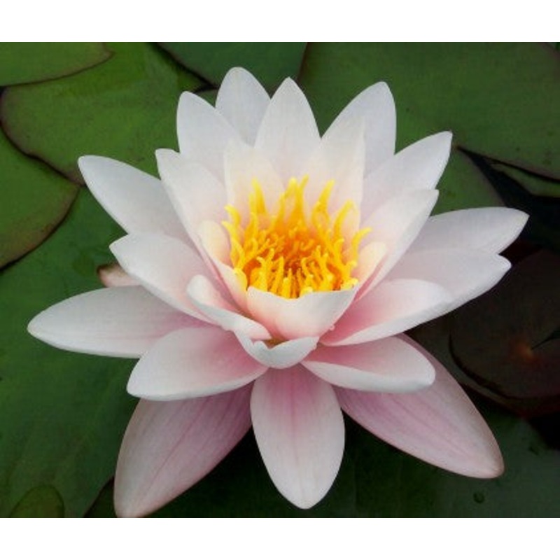 Marliac Carnea (Marliac) (Pre-Order)