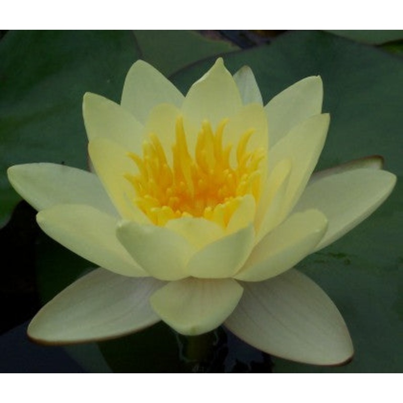 Moorei (Adelaide Botanic Gardens) (Pre-Order)