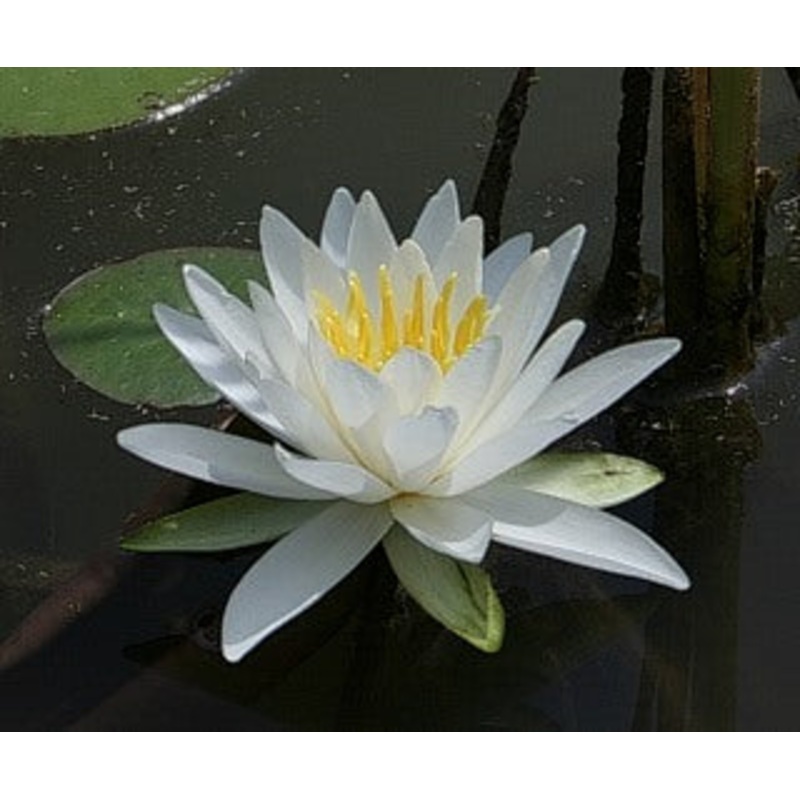 Native White (Nymphaea Odorata)