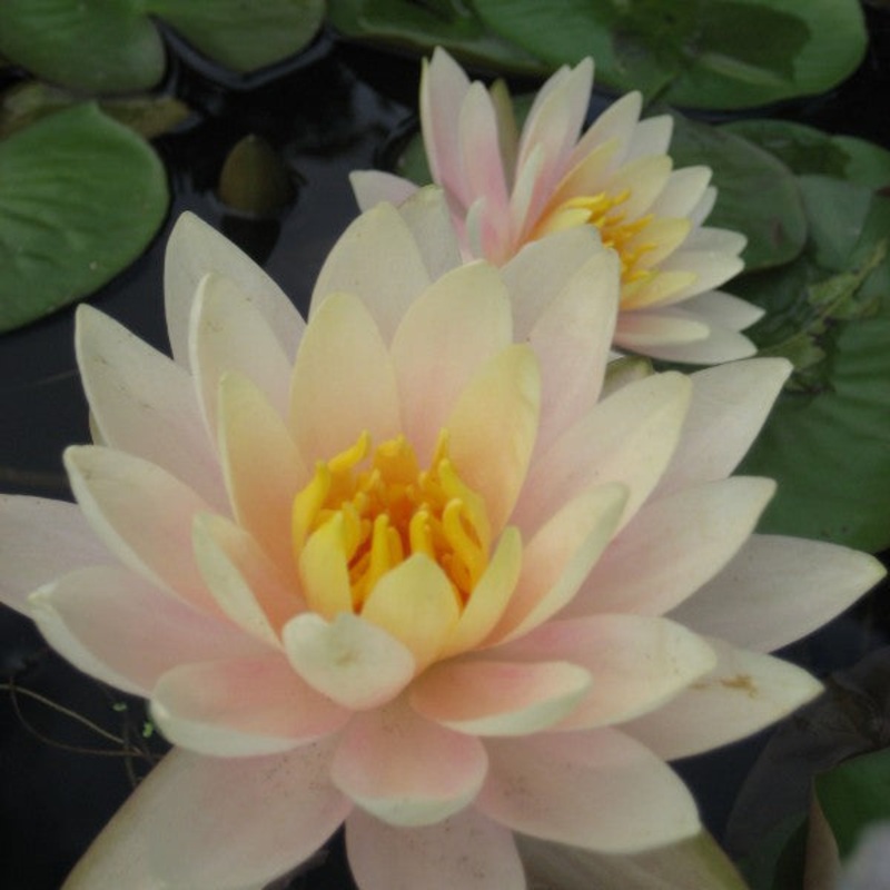 Peach Glow  (Strawn) (Pre-Order)
