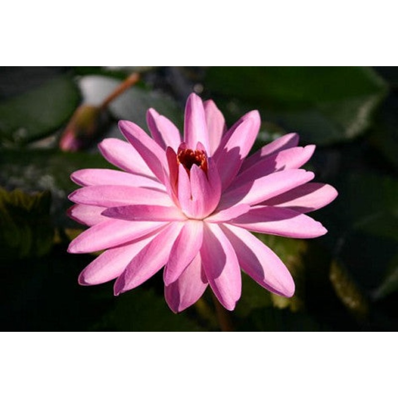 Pink Night Blooming Tropical Lily (Pre-Order)