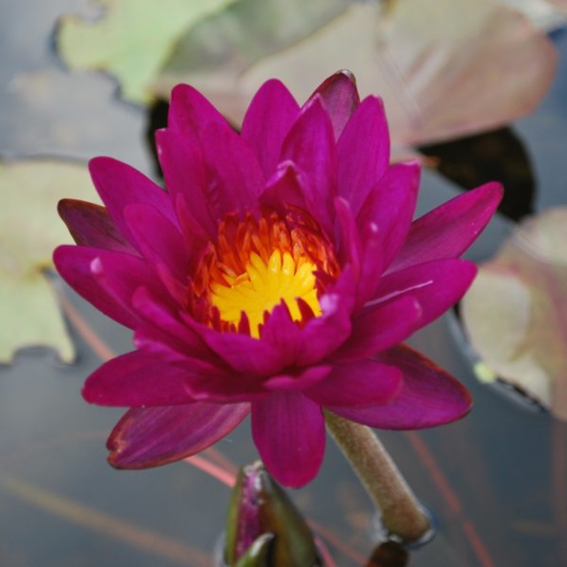Purple Fantasy (Florida Aquatic Nurseries) (Pre-Order)