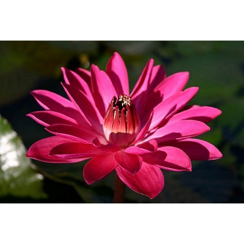 Red Night Blooming Tropical Lily (Pre-Order)