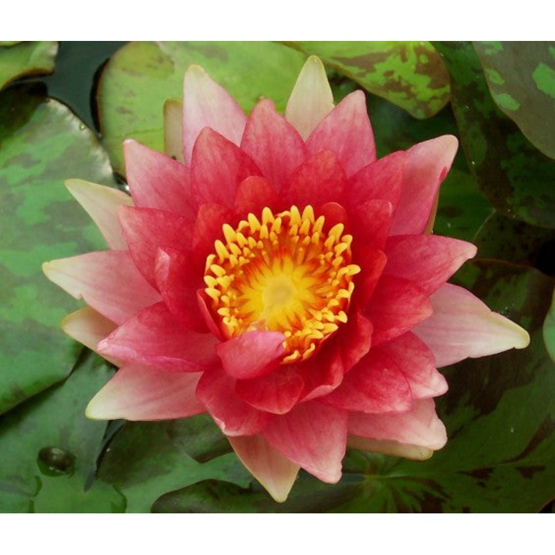 Robinsoniana (Marliac) (Pre-Order)