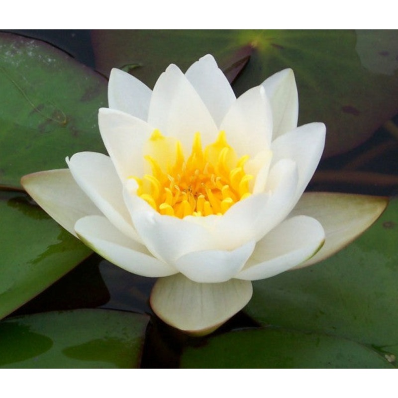 White Laydekeri (Marliac)