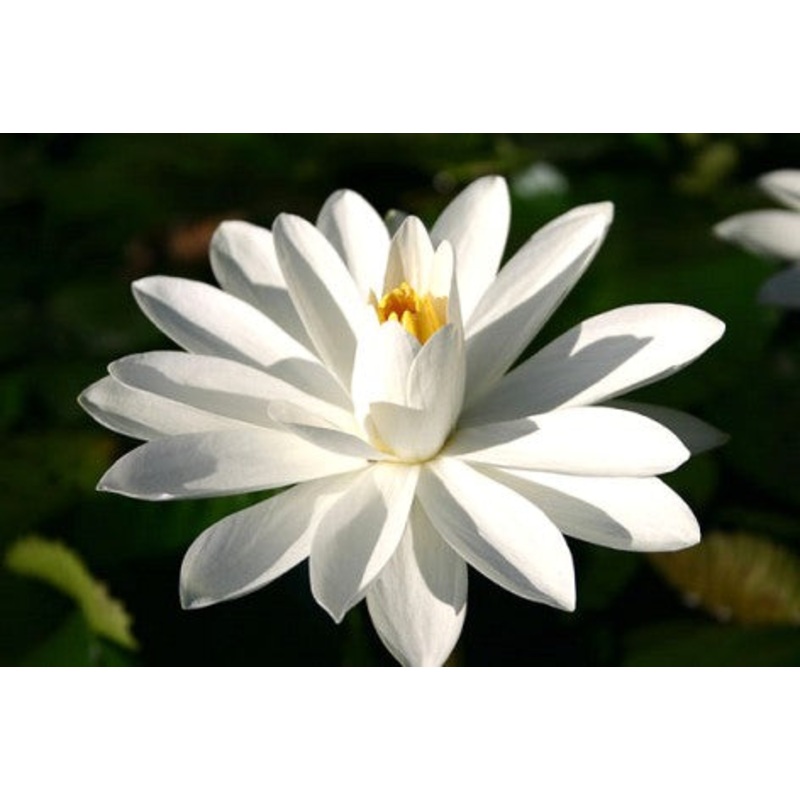 White Night Blooming Tropical Lily (Pre-Order)