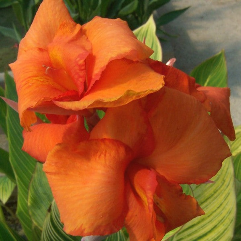 Bengal Tiger Canna  Canna x Pretoria (Pre-Order)