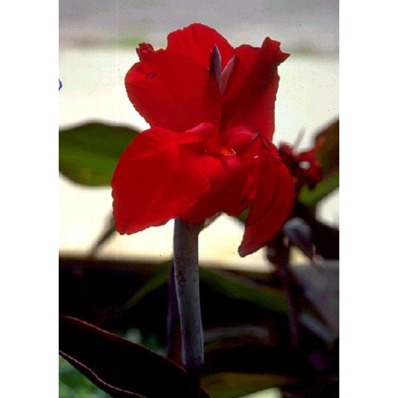 Black Knight Canna  Canna spp. (Pre-Order)