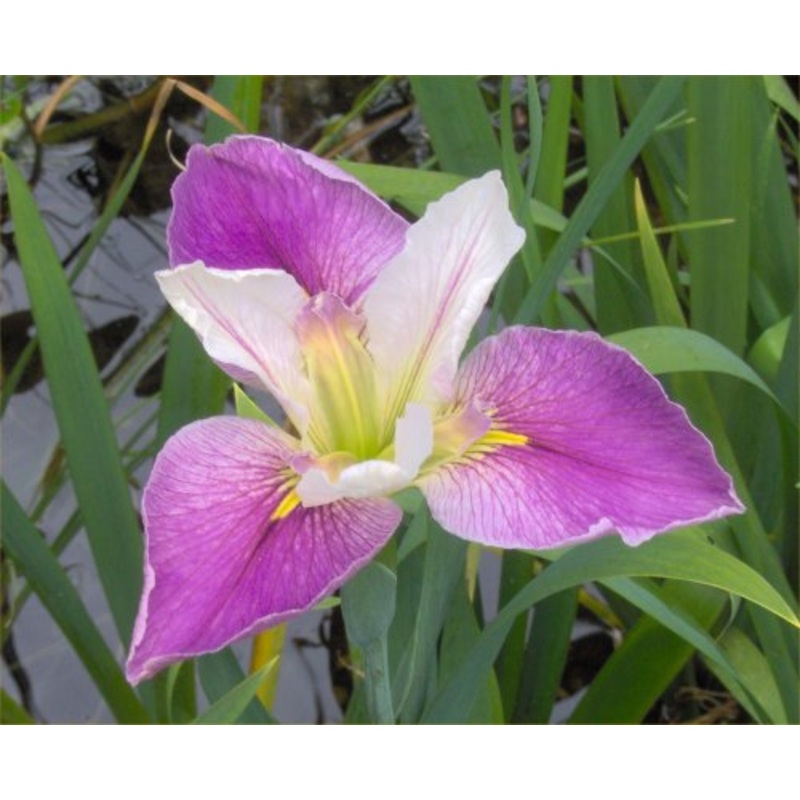 Colorific Iris  Iris louisiana colorific