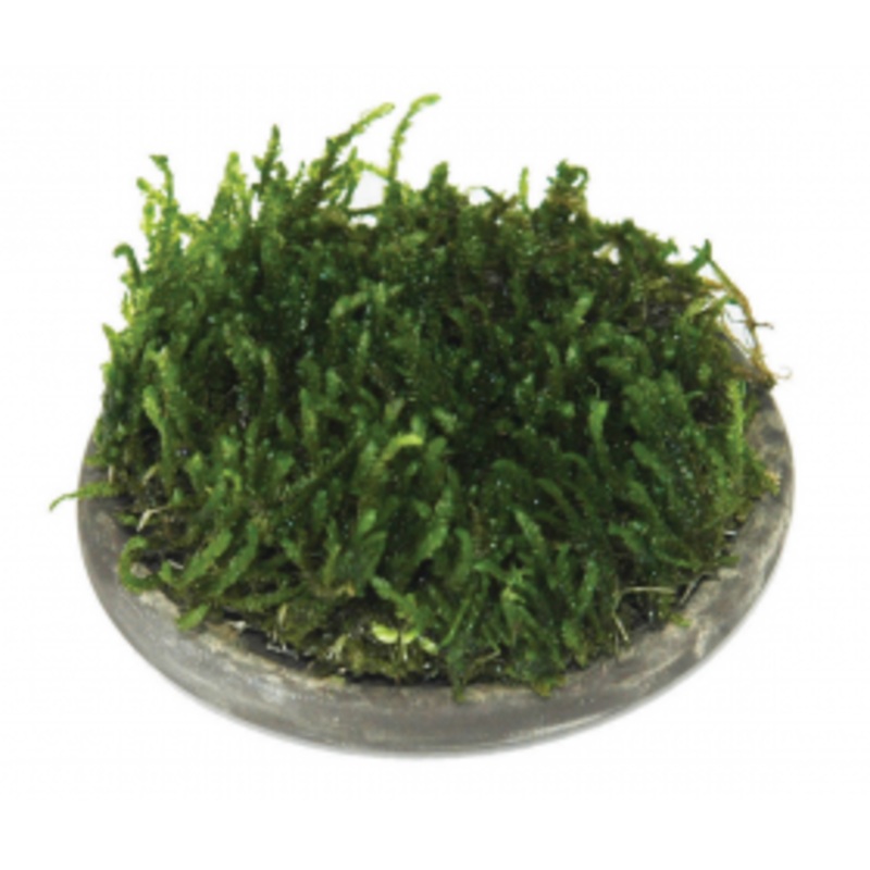 ISTA Water Plant Cultivator - Ceramic (5cm round)