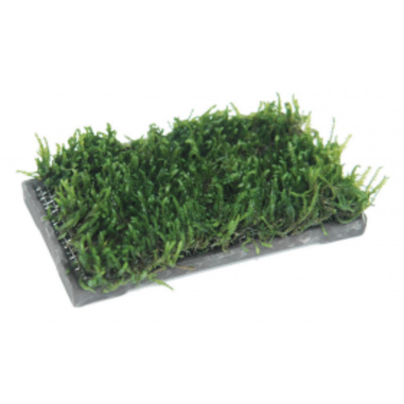 ISTA Water Plant Cultivator - Ceramic (5x10cm rectangle)