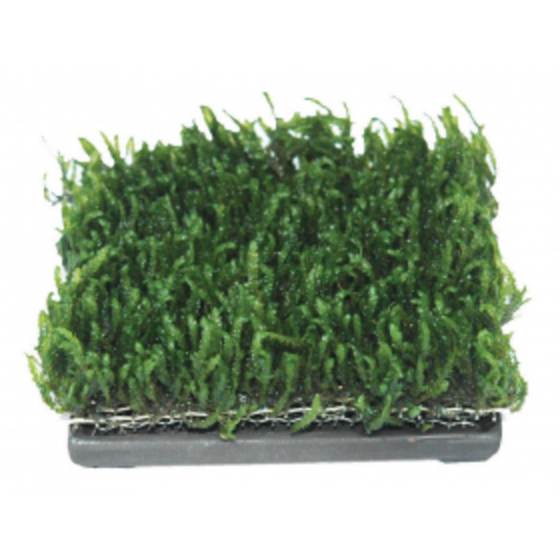 ISTA Water Plant Cultivator - Ceramic (6.5cm square)