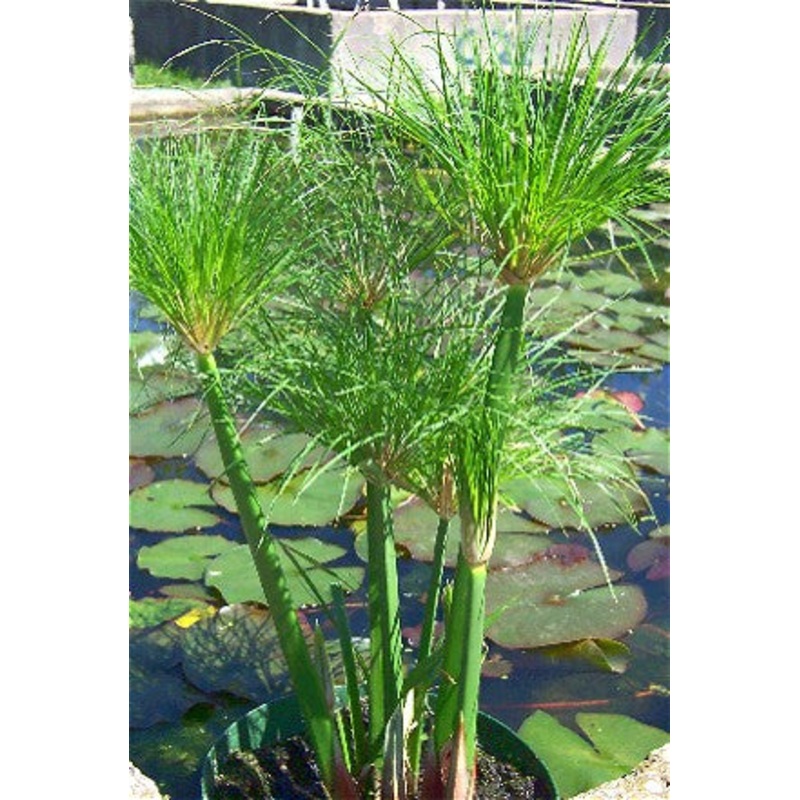 Little Giant Papyrus  Cyperus papyrus percamentus (Pre-Order)