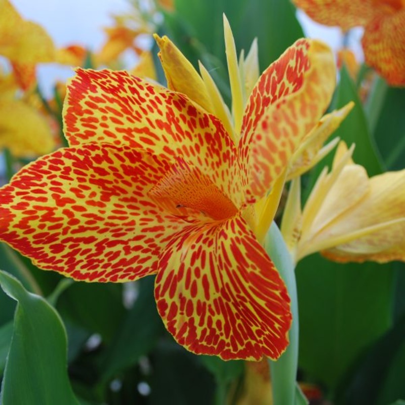 Maui Punch Canna  Canna spp (Pre-Order)