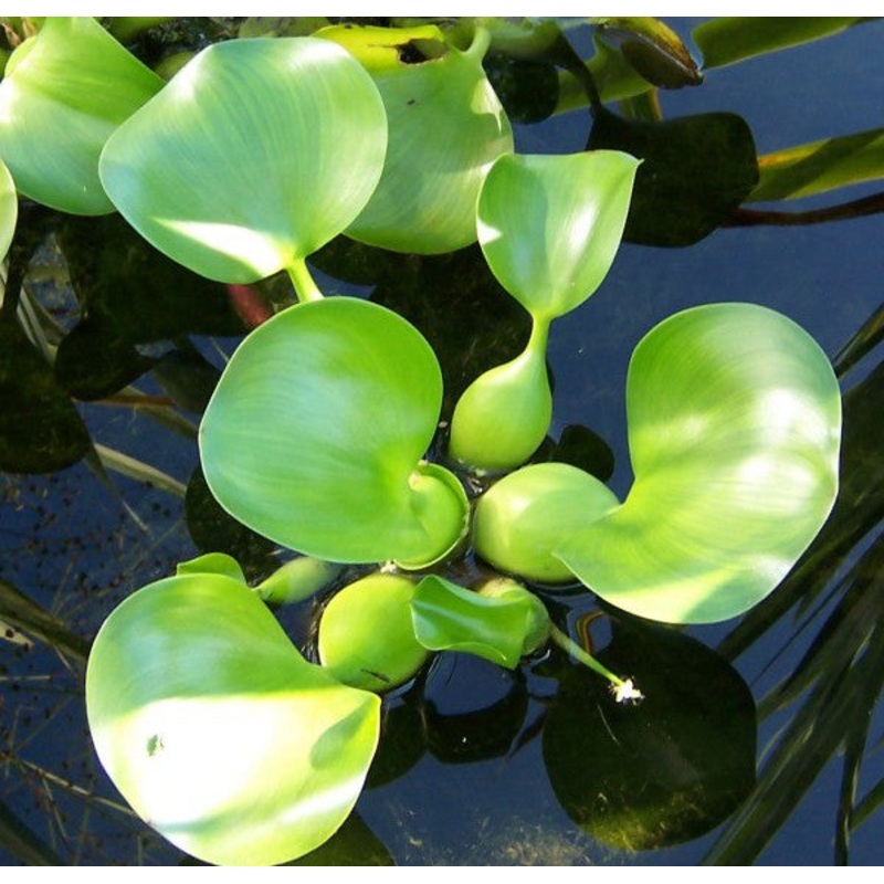 Water Hyacinth  Eichhornia crassipes major(Pre-Order)