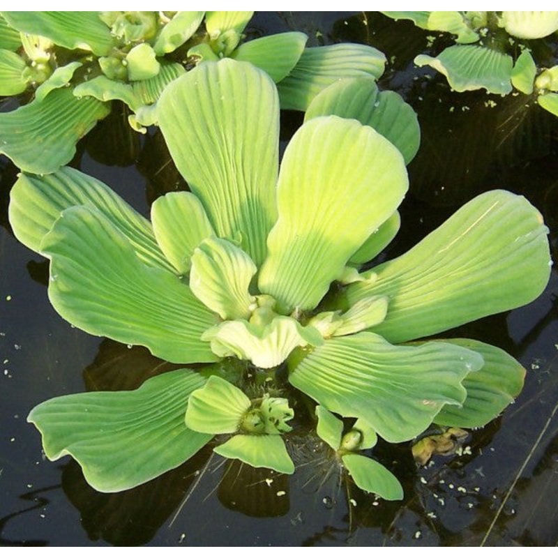 Water Lettuce  Pistia stratiotes (Pre-Order)