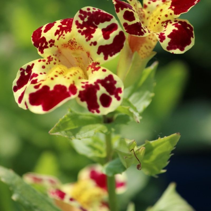 Yellow Monkey Flower  Mimulus luteus (Pre-Order)